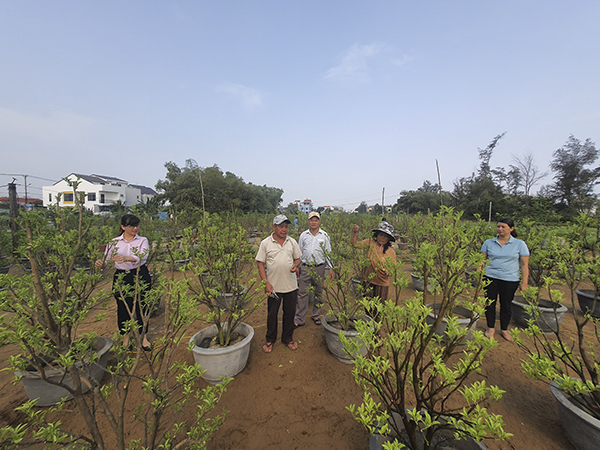 Policy credit contributes to enhancing people's lives in Hoi An significantly
