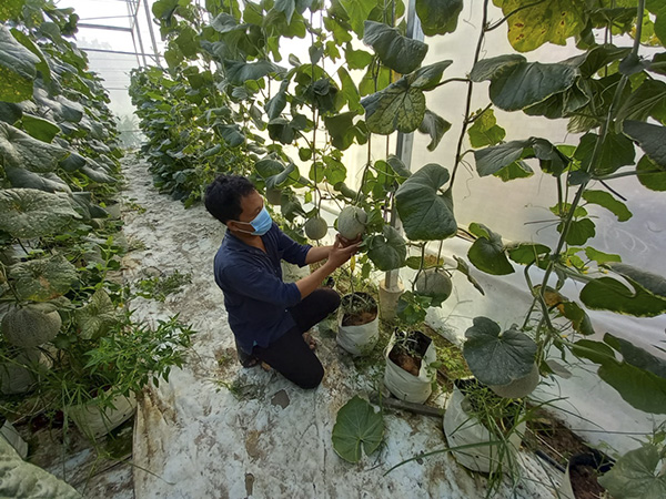 Young people developed a model business of growing cantaloupe in the membrane house