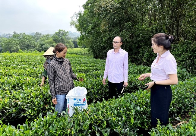 Tea farmers escape from poverty thanks to VBSP’s loans
