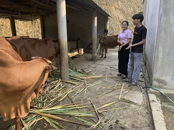 Social policy credit helps people in Anh Son district get out of sustainable poverty 