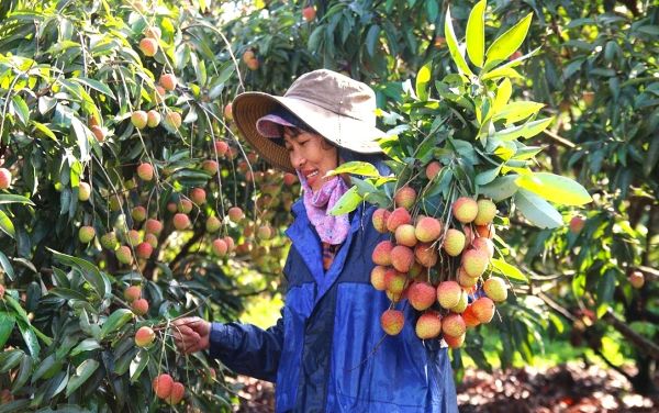 Dak Lak promotes social policy credit to advance sustainable poverty reduction in rural areas