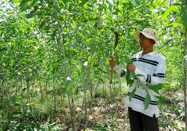 Boosting green credit for sustainable development in Viet Nam